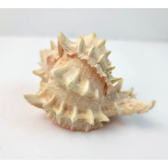 Vintage Pink Murex Conch Shell Conus Marmoreus Bandaus Lamarch  JH1361 - Picture 8 of 14